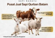 Harga Sapi Kurban 2026: Antam Jadi Pilihan Instansi, Harga Emas Naik