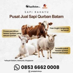 Harga Sapi Kurban 2026: Antam Jadi Pilihan Instansi, Harga Emas Naik