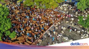 Pasar Hewan Limbangan Garut Ramai Jelang Idul Adha 1447 H dengan Penjualan Domba
