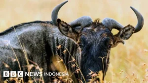 Perak Fokus Mengatasi Masalah Hewan Liar dan Mempertahankan Kemenangan Politik