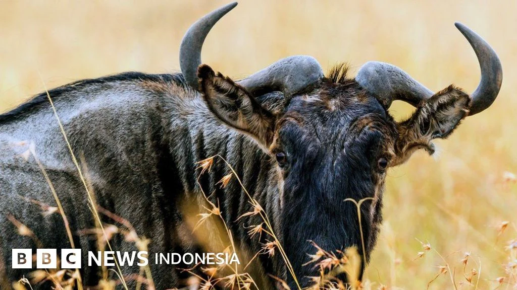 Perak Fokus Mengatasi Masalah Hewan Liar dan Mempertahankan Kemenangan Politik