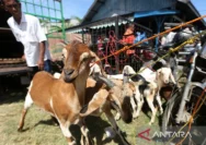 Persiapan Menjelang Idul Adha 2026: Kambing dan Sapi Kurban Siap Dihadirkan
