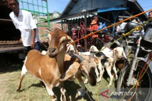Persiapan Menjelang Idul Adha 2026: Kambing dan Sapi Kurban Siap Dihadirkan