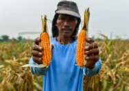 Petani Jagung Garut Dapatkan Rekomendasi Pemilihan Benih di Musim Kemarau