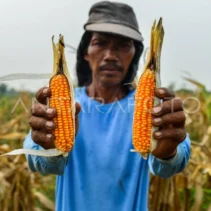Petani Jagung Garut Dapatkan Rekomendasi Pemilihan Benih di Musim Kemarau