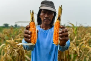 Petani Jagung Garut Dapatkan Rekomendasi Pemilihan Benih di Musim Kemarau