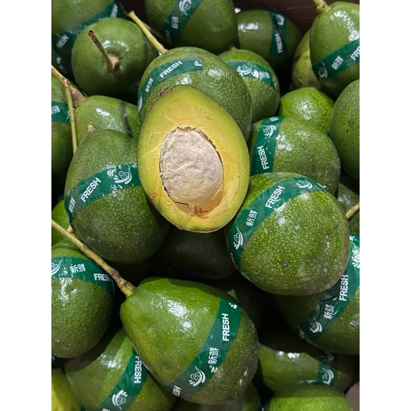 Alpukat Miki Garut: Varietas Unggulan yang Diminati Petani