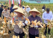Jagung Ketahanan Pangan di Garut Tertunda: Petani Tunggu Musim Hujan