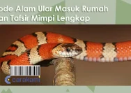 Kode Alam Ular Masuk Dapur: Pertanda Rezeki atau Musibah?