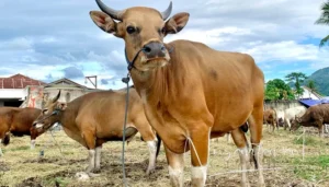 Peternak Sapi Kurban Siap Hadapi Idul Adha, Harga Mulai Rp2,5 Juta