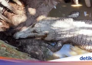 Detik-detik CCTV Pria Hilang Diterkam Buaya di Banyuasin: Mengungkap Misteri di Balik Kejadian