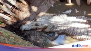 Detik-detik CCTV Pria Hilang Diterkam Buaya di Banyuasin: Mengungkap Misteri di Balik Kejadian