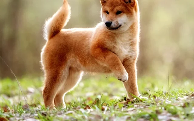 Al-Nassr Dihajar Al-Ain 4-0, Kemarahan Ronaldo Memuncak di Tengah Isu Investasi Bos AC Milan