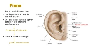 Revolusi Pixel: Google Rombak Pengalaman VIP, Cuaca, dan Ekosistem Android